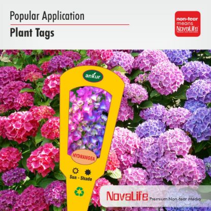 MPP 35013
